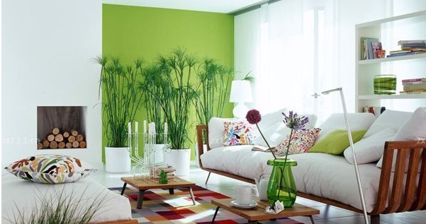 這些客廳風(fēng)水植物禁忌，你知道嗎？