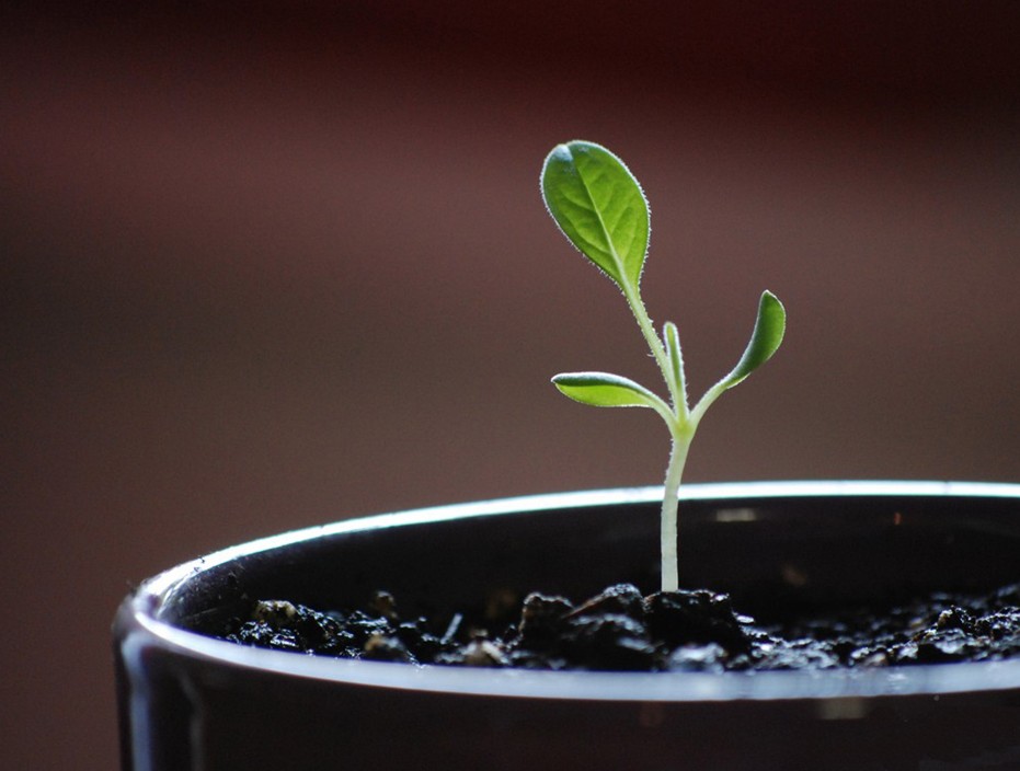 一定要知道的家居植物風水禁忌?。?！