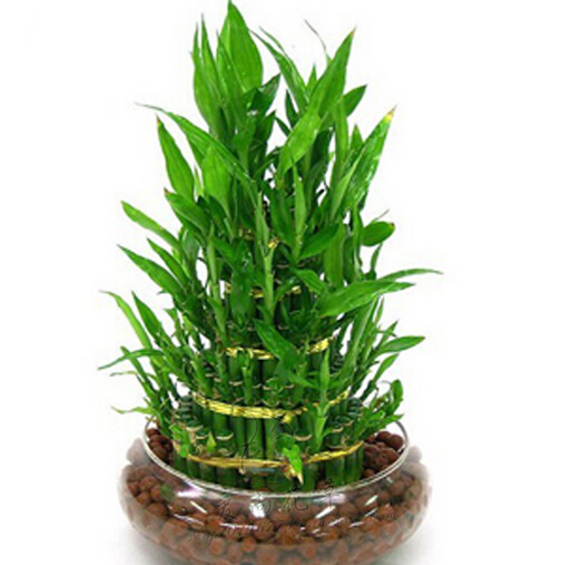 富貴竹的擺設(shè)風(fēng)水禁忌，你get到了嗎？