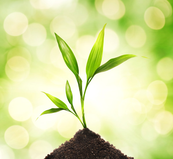 這些植物擺設(shè)風(fēng)水禁忌，一定要學(xué)會(huì)！