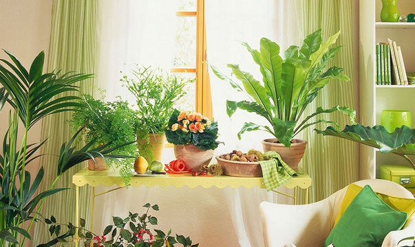 學(xué)習(xí)風(fēng)水學(xué)，臥室擺放植物風(fēng)水禁忌全知道！
