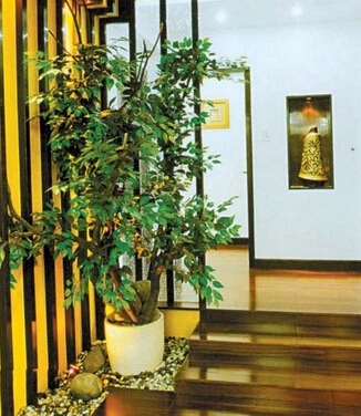 這些家居植物擺設(shè)風(fēng)水禁忌，你知道嗎？