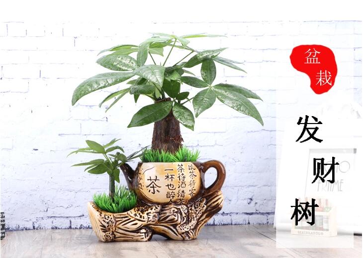 福連文苑發(fā)財(cái)樹盆景