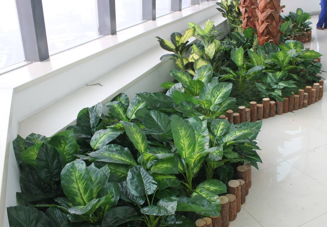 這些都是室內(nèi)植物風(fēng)水禁忌，你知道嗎？