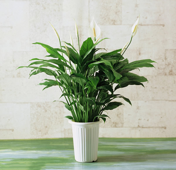 家居植物擺設(shè)風(fēng)水也有講究，快來看一看！