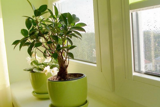 想要學(xué)風(fēng)水學(xué)嗎？家居植物風(fēng)水禁忌送給你！
