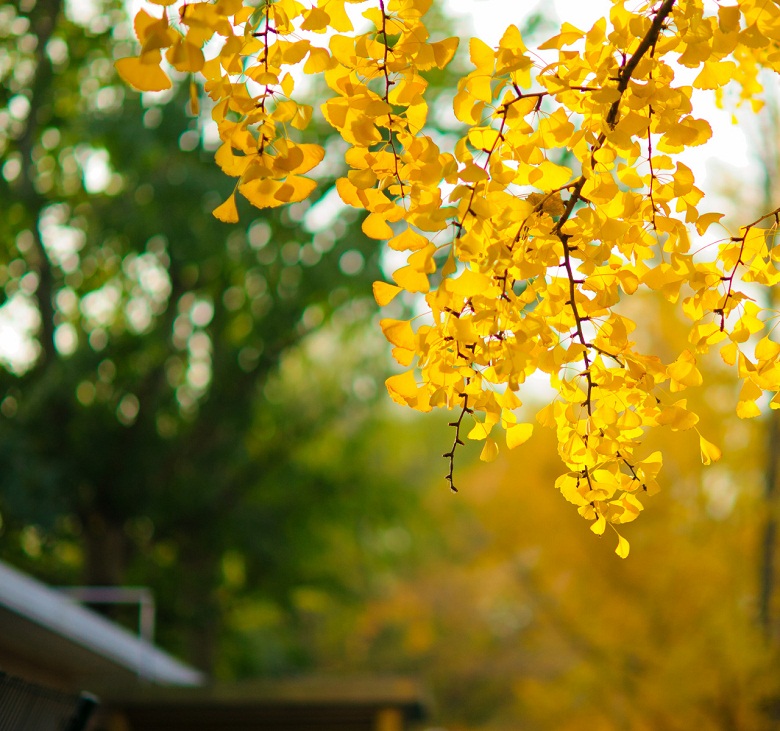 晚秋一抹耀眼金黃，唯美秋天風(fēng)景圖片！