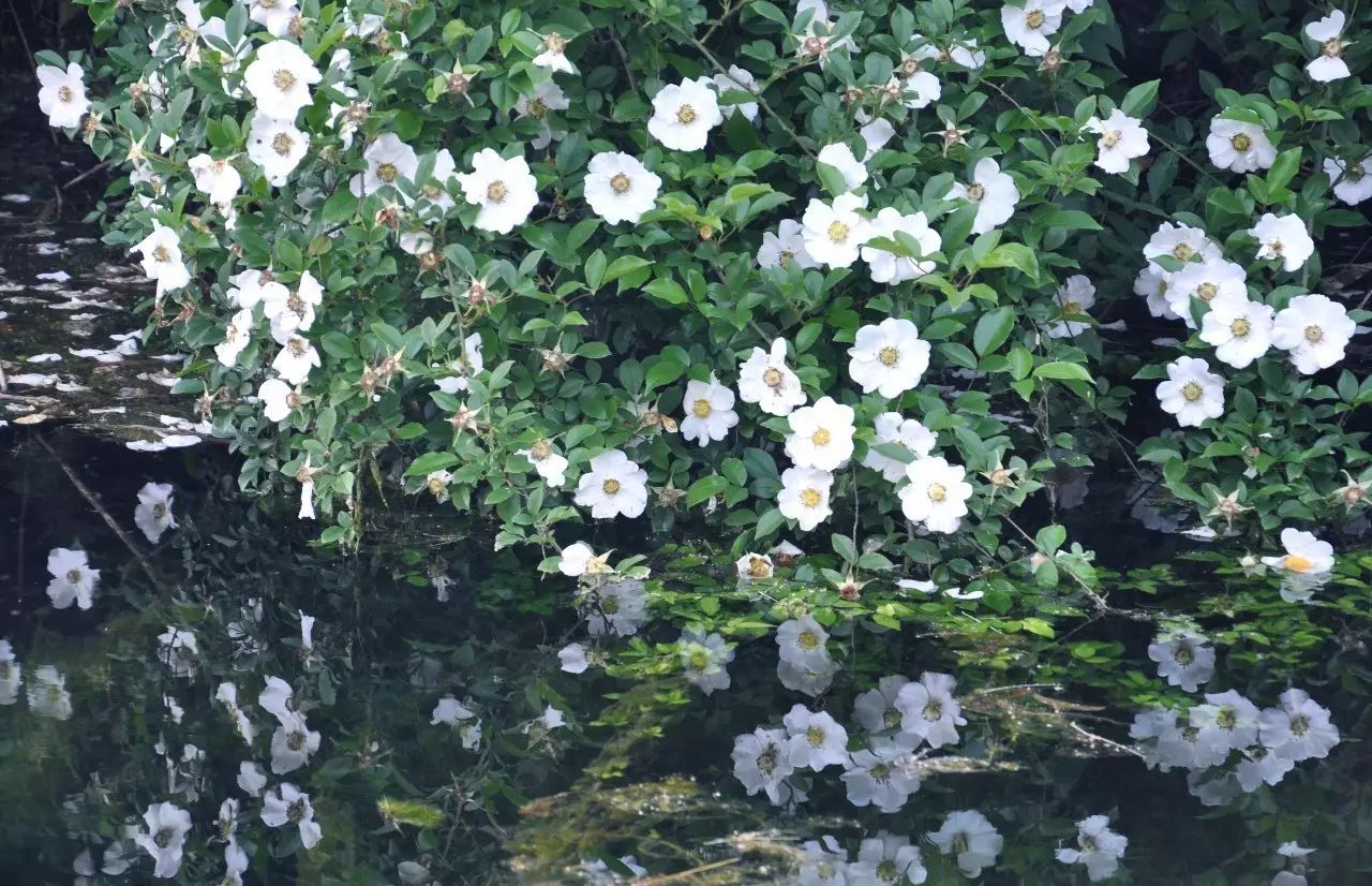 茗墅茶莊園，西湖以外的西湖