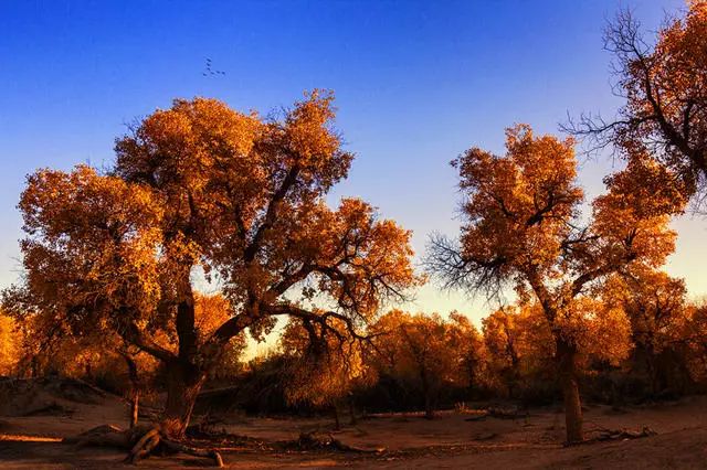 陌上·花溪堂，陌上花開(kāi)笑顏傾城