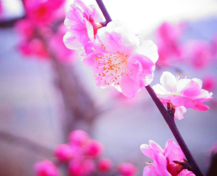 化解桃花劫，就靠這些風水學