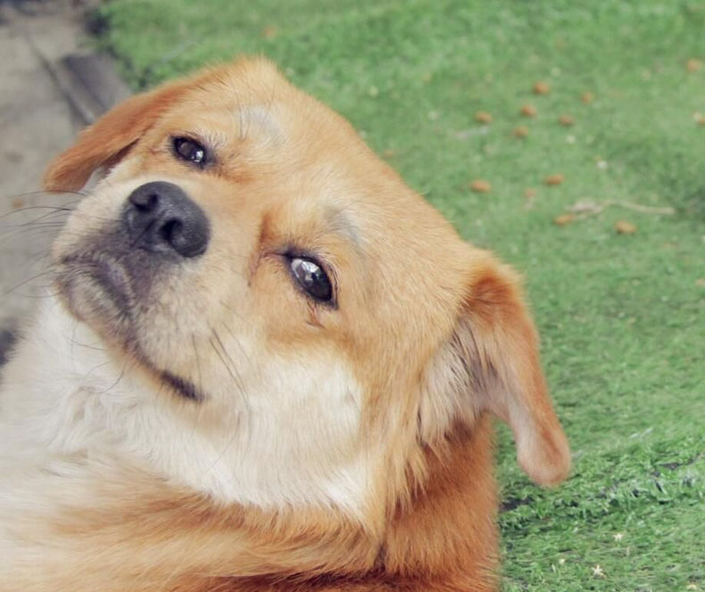 關(guān)注風水學，讓你擺脫單身狗的命運