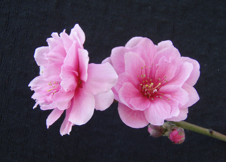 碰見(jiàn)爛桃花怎么辦？風(fēng)水學(xué)幫你趕走它們！