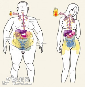 新知：“棕色脂肪”讓你瘦