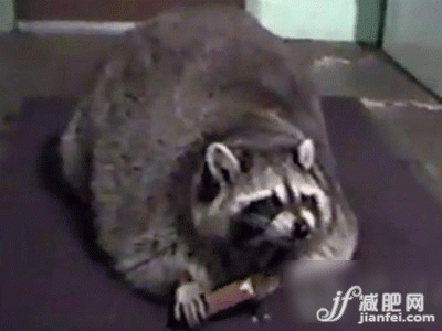 沒(méi)有甲狀腺的浣熊