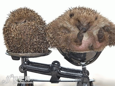 刺猬or刺豬？
