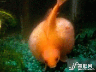 紅遍youtub的金魚 紅遍youtub的金魚