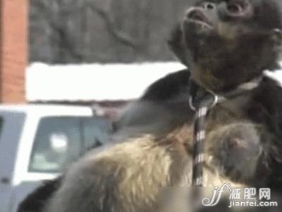 最愛意大利零食的蜘蛛猿 最愛意大利零食的蜘蛛猿