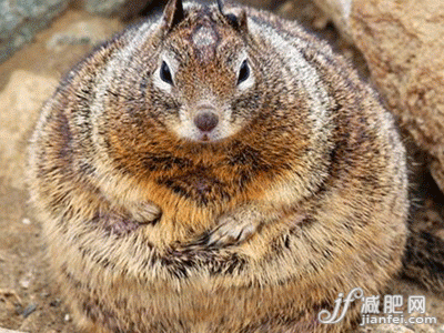 被游人喂胖的松鼠 被游人喂胖的松鼠