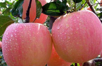 減肥，水果，誤區(qū)，增肥，膳食纖維