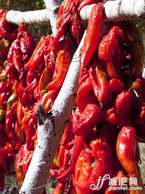 辣椒膏涂在腿肚上