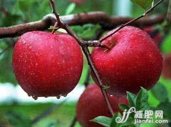 揭真相“難吃”食物很養(yǎng)人