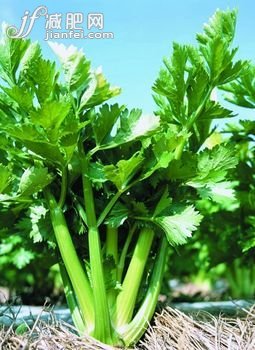 揭真相“難吃”食物很養(yǎng)人