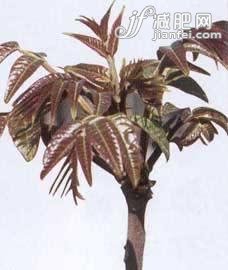 揭真相“難吃”食物很養(yǎng)人