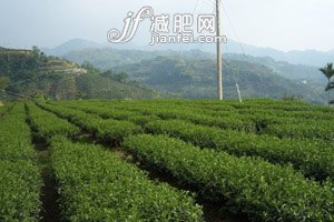 喝茶可以強(qiáng)身健體