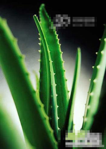 三款簡易的菠菜、蘆薈瘦身菜譜