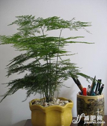 植物潤肺又補(bǔ)氣