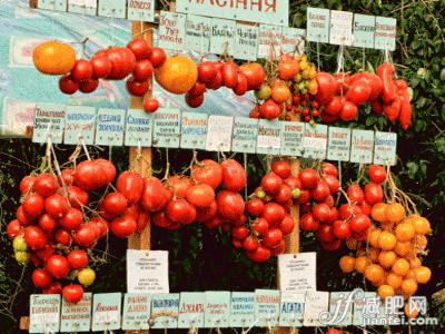 番茄應該吃多少？