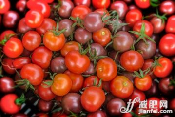 農(nóng)業(yè),水果,櫻桃,西紅柿,有機(jī)食品_567733047_Organic red and black cherry tomatoes_創(chuàng)意圖片_Getty Images China
