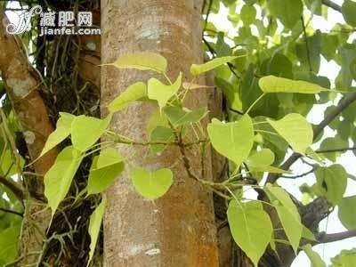 9種冬季美膚花草茶排毒養(yǎng)顏