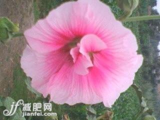 9種冬季美膚花草茶排毒養(yǎng)顏