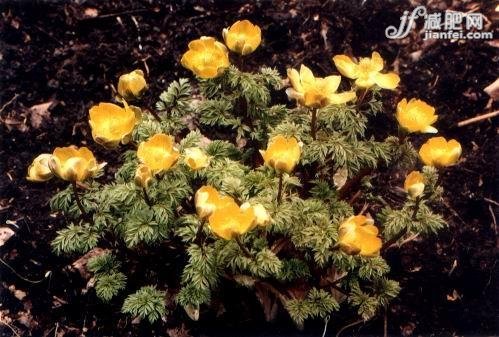 9種冬季美膚花草茶排毒養(yǎng)顏