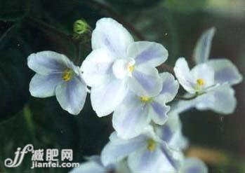 9種冬季美膚花草茶排毒養(yǎng)顏