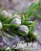 9種冬季美膚花草茶排毒養(yǎng)顏