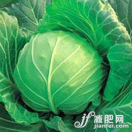 好吃好喝的節(jié)食減肥早餐