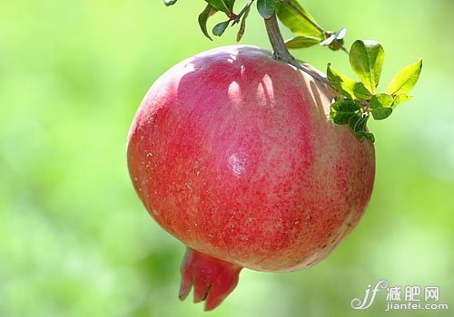 20種有助于你減肥的超級(jí)食品！