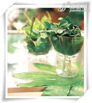 冬季最有效的自制減肥茶輕松搞定肥胖