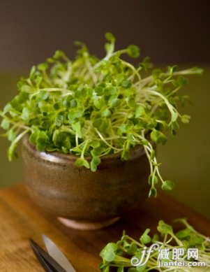 夏天吃什么最瘦 低熱量食品告訴你