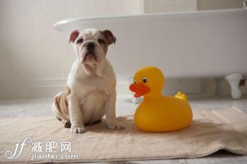 動物主題,家畜,概念,主題,家庭生活_200455439-001_Dog on mat with plastic duck_創(chuàng)意圖片_Getty Images China