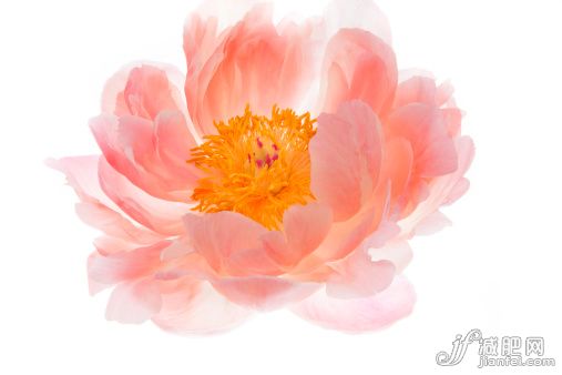 自然,植物學,影棚拍攝,花,花頭_496658481_Peony, perfect bloom_創(chuàng)意圖片_Getty Images China 自然,植物學,影棚拍攝,花,花頭_496658481_Peony, perfect bloom_創(chuàng)意圖片_Getty Images China