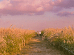 一眼就喜歡上的表白情話 給對象表白感動暖心情話