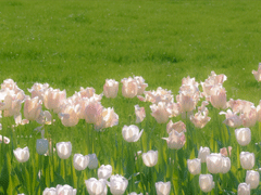 適合四月發(fā)朋友圈的文藝句子 2021四月超級文藝的文案合集