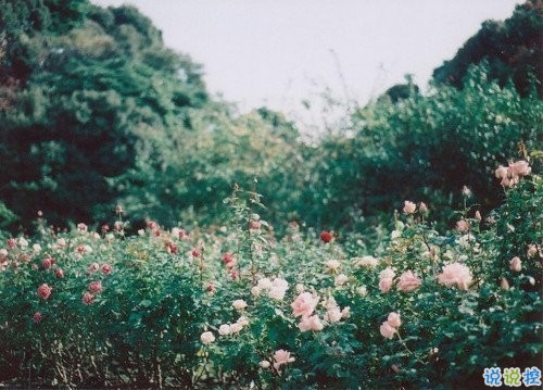 2019微信超文藝說(shuō)說(shuō)加配圖 很流行的文藝范經(jīng)典說(shuō)說(shuō)大全1