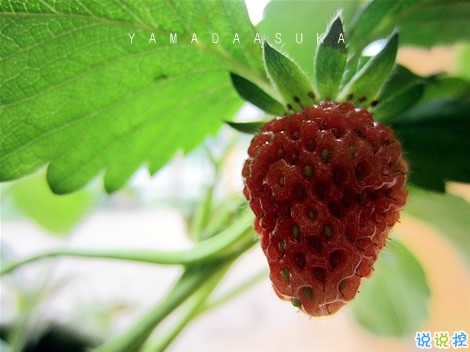 男女都適合的成熟愛情說說帶圖片 你必須學會和懂得的愛情真理8