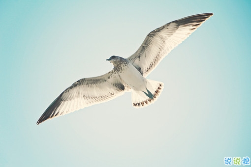 2019抖音經(jīng)典愛情說說帶圖片 長(zhǎng)大后逐漸懂得的愛情道理13