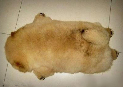 搞笑說說大全帶圖片5