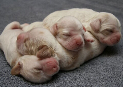 笑死人的說說加圖片：老師說我是攪屎棍，那么我同學(xué)是什么？14